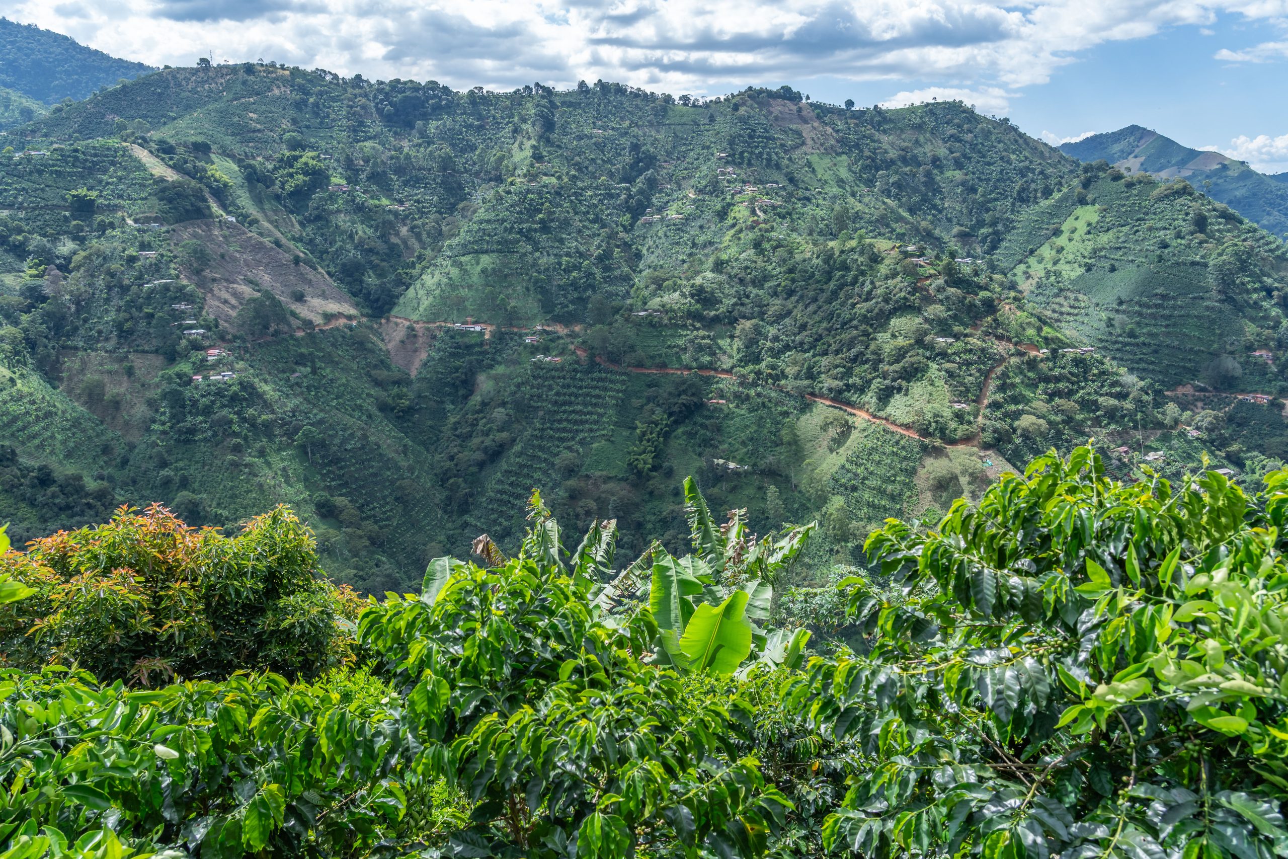 Kolumbien "Granadillo" – Bild 2