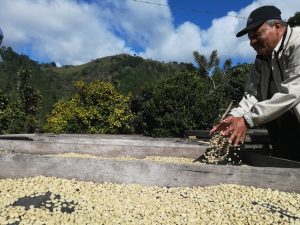 Nicaragua "Maragogype"