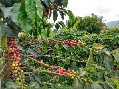 Kaffeestrauch Kolumbien