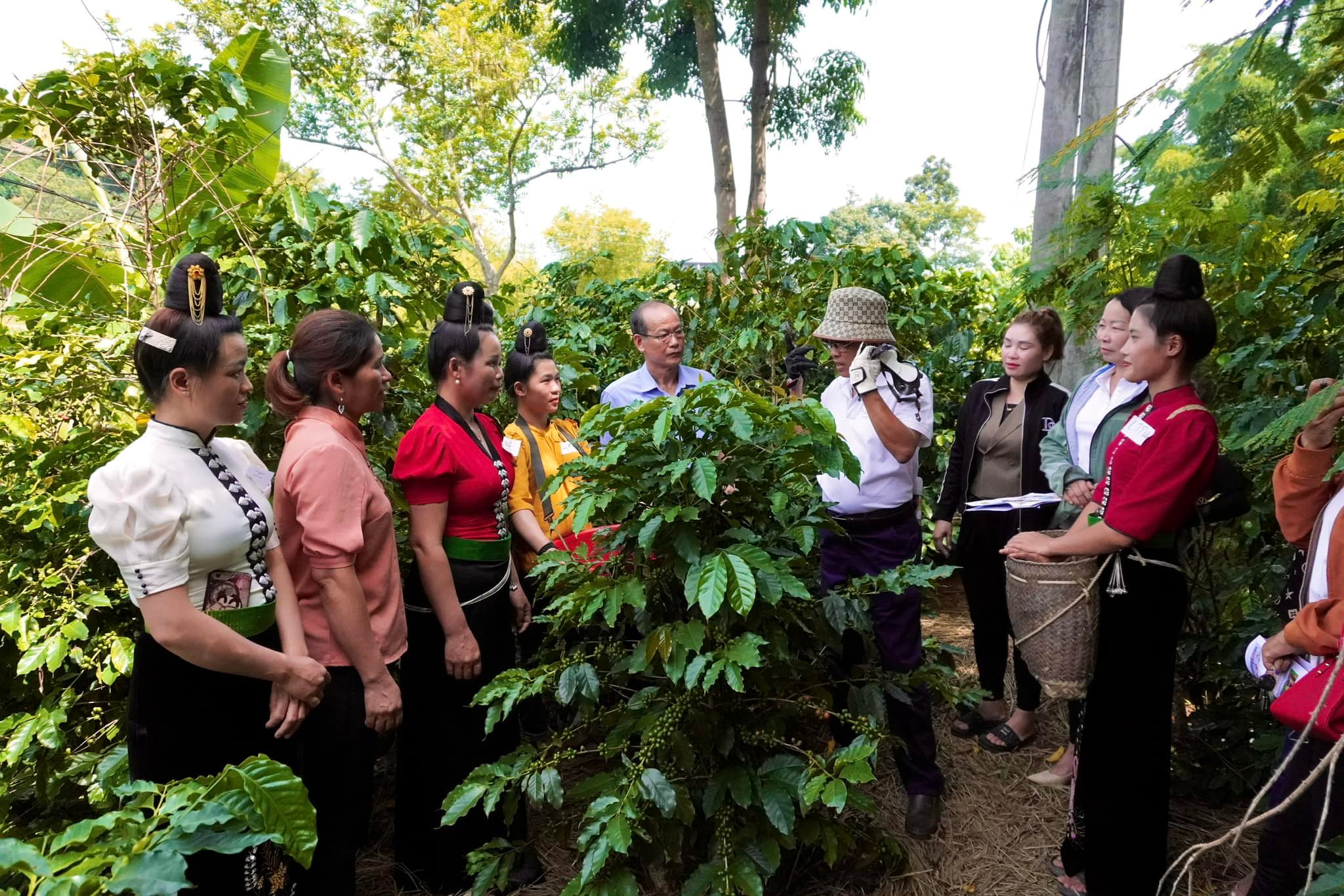 Vietnam_Kaffeeplantage_in_La_Son