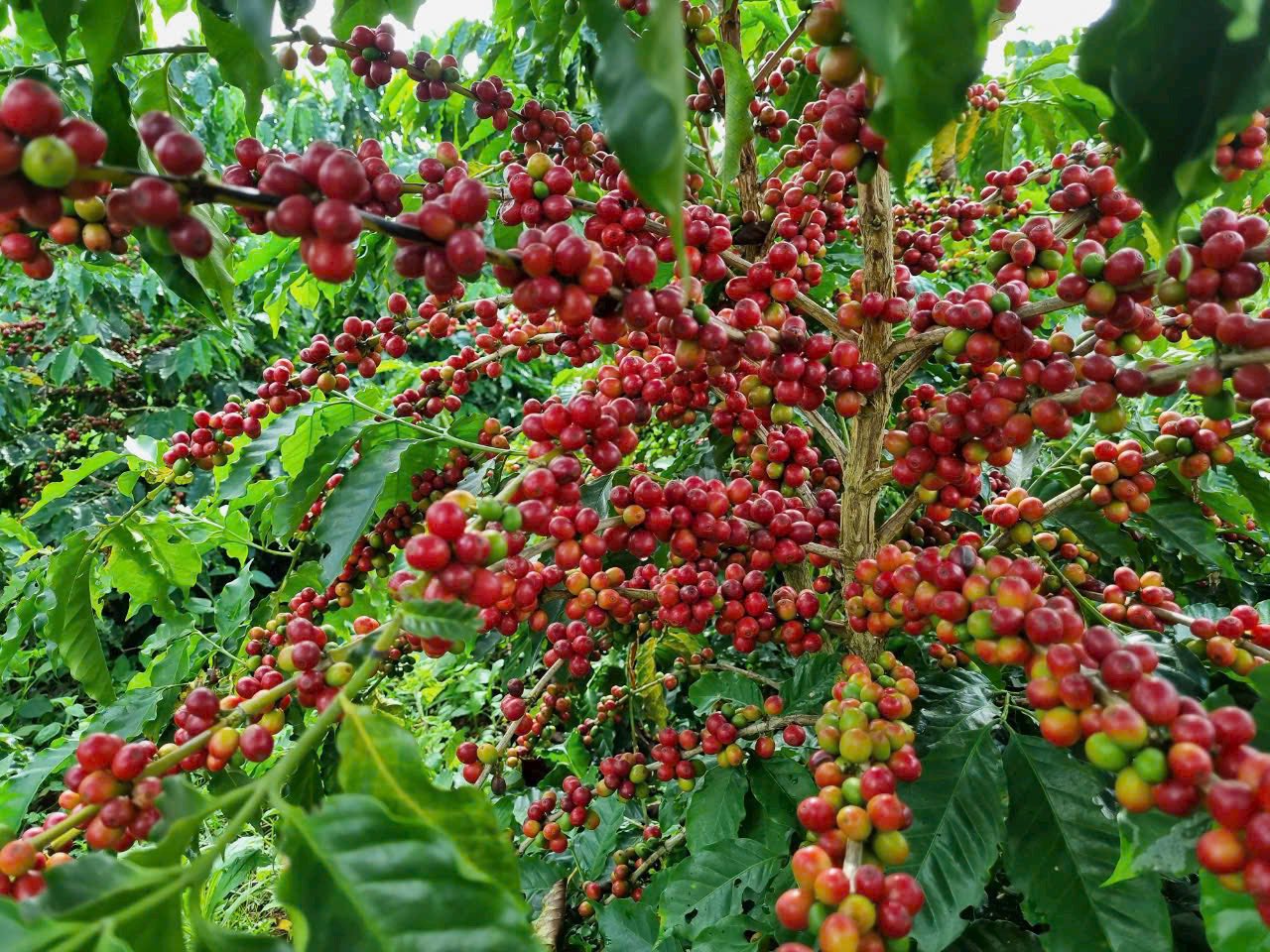 Vietnam_La_Son_Kaffeekirschen-im_Oktober